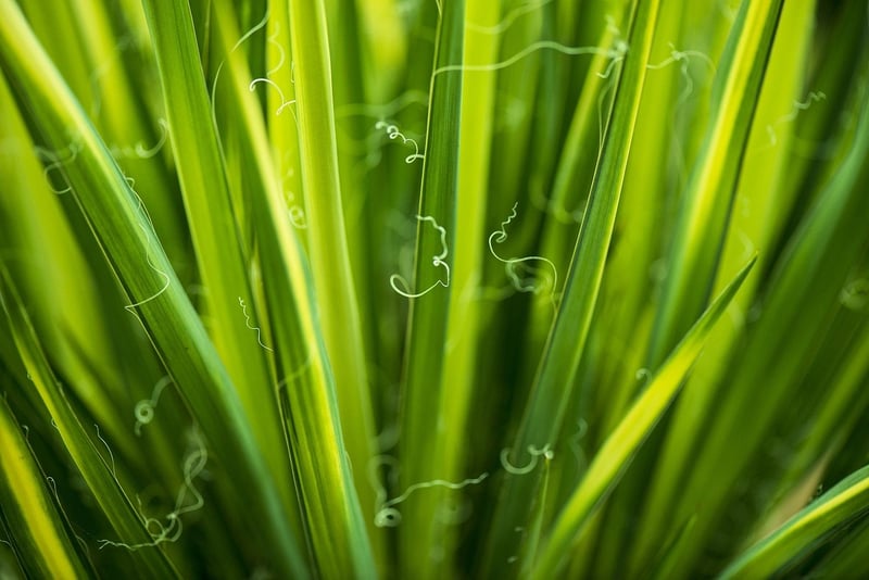 Summer Gardening